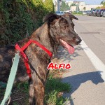 Alfio